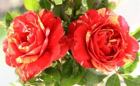 Marvels rose