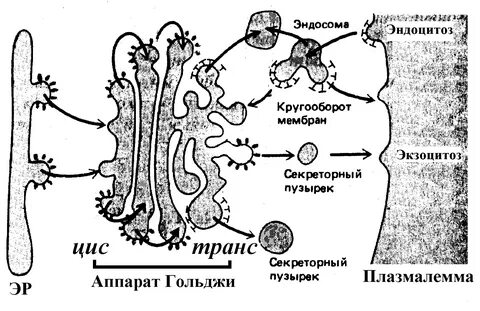 Секреция веществ белковой природы