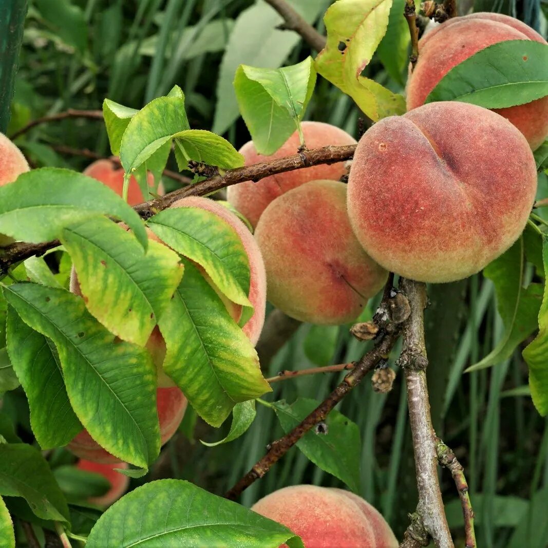 Honey peach. Персик сорт Биг Хани. Сорт персика ред Хевен. Саженцы персик Биг Хани. Нектарин Харбингер сорт.