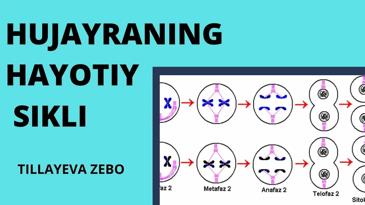 Хужайра тузилиши. Mitoz va meyoz. Meyoz jarayoni. Хужайра расми. Тест митоз мейоз с ответами