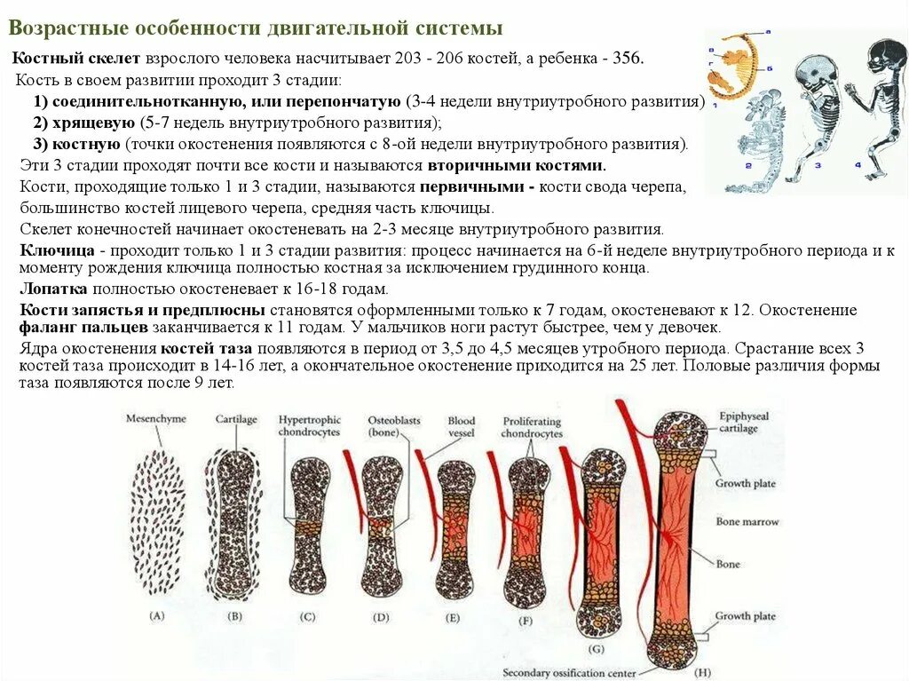 Возрастные особенности в строении скелета. Возрастные особенности опорно двигательного аппарата детей таблица. возрастные особенности опорно-двигательного аппарата. развитие костей скелета стадии развития. возрастные особенности строения скелета.