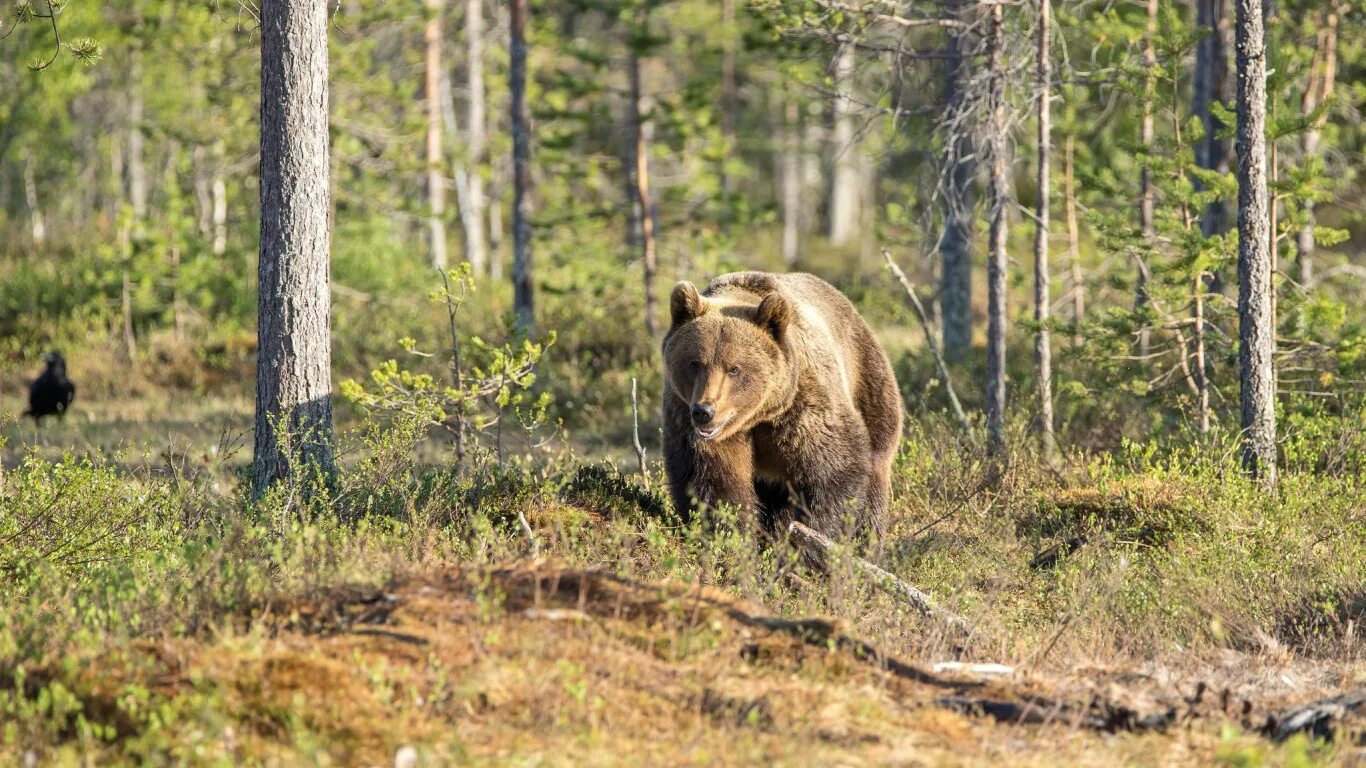 12 диких животных