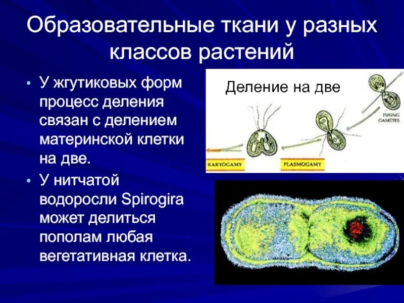 Водоросли дифференцированных клеток. Вегетативное деление клетки. Вегетативное деление клетки растительной. Деление клеток на два у растений. Деление клетки пополам.