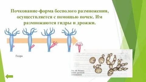 Размножение какая ткань