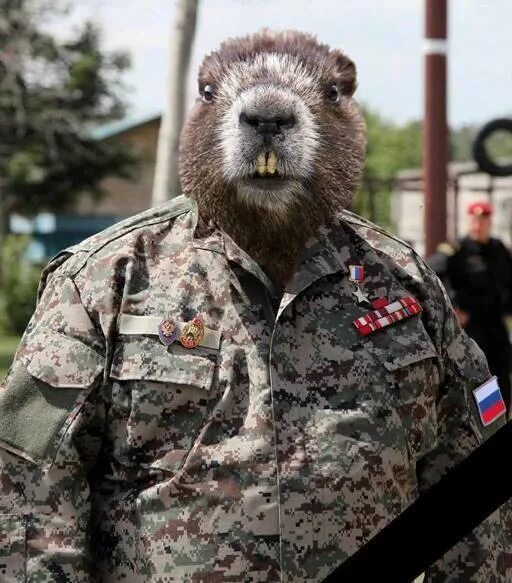 Сталкер суслик. Боевые бобры. бобр военный. армия бобров. суслик в военной форме.