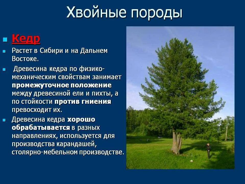 Хвойной породой является. Сосна лиственница и кедр древесины. Хвойные породы сосна лиственница. Хвойные породы деревьев кедр Сибирская сосна. Хвойные деревья произрастающие в.