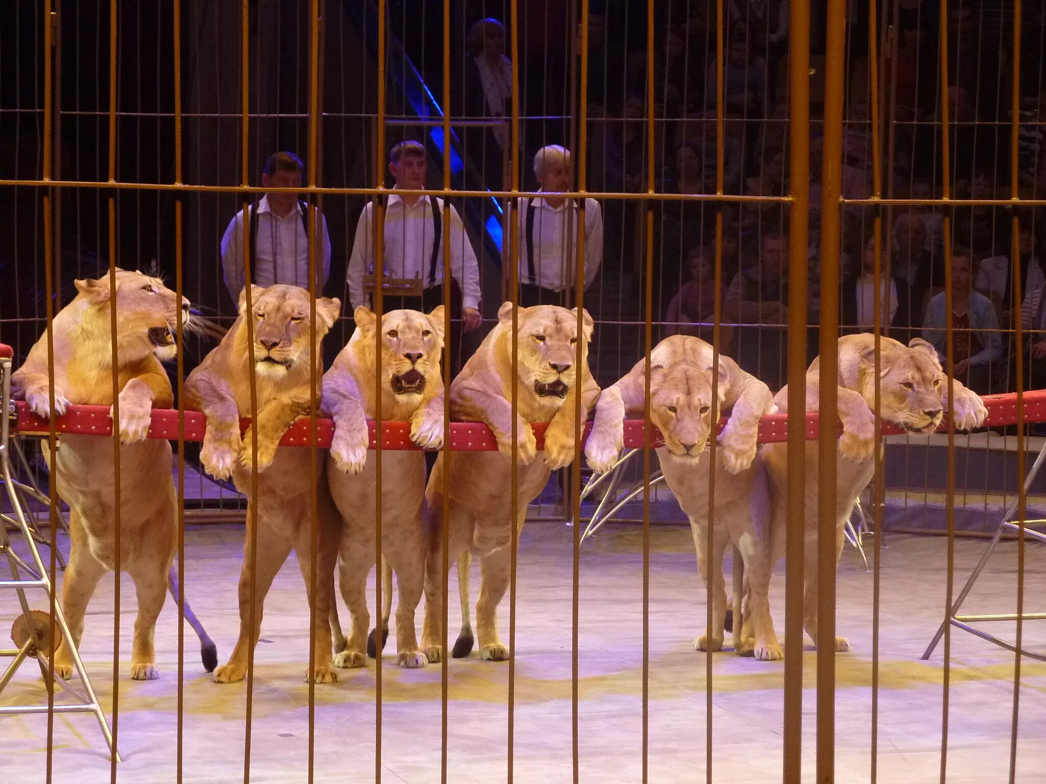 Запрет животных в цирке. Цирк с животными. Звери в цирке. Животные выступающие в цирке.