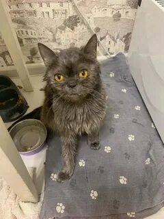 Найденные коты в твери