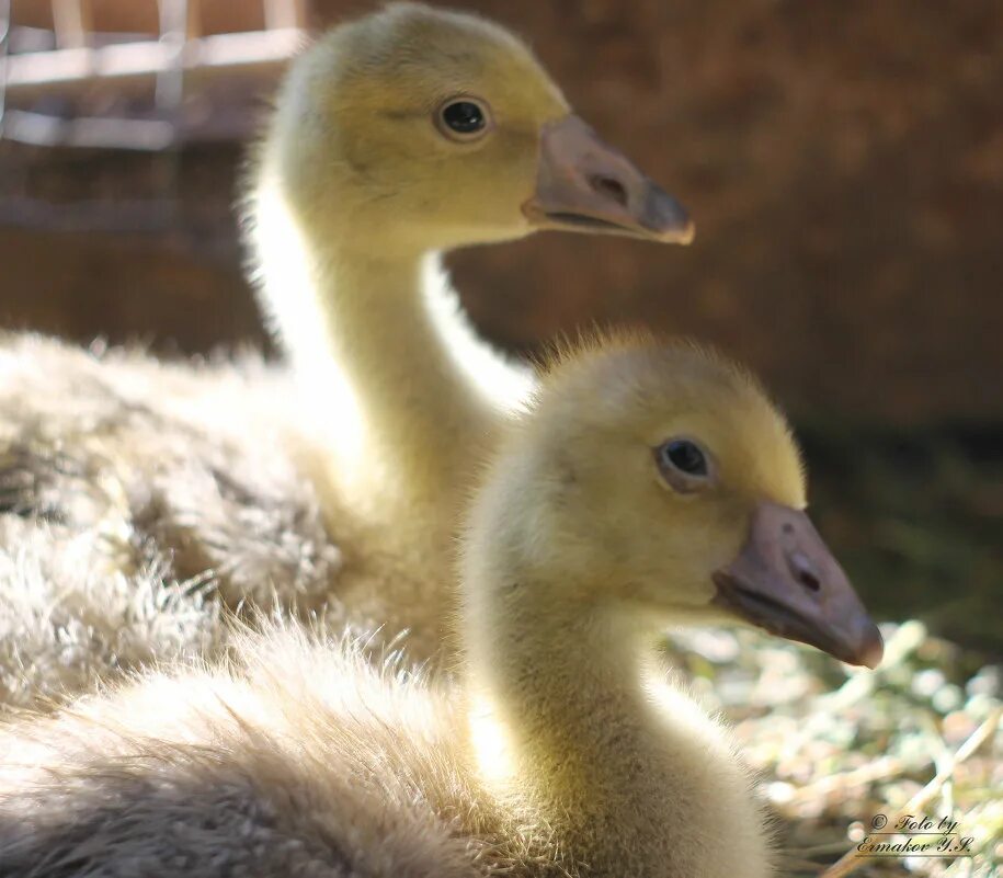 Утята гусята муларды. Гусята диких гусей. Гусята суточные. Гусенок. Гусь с гусятами.