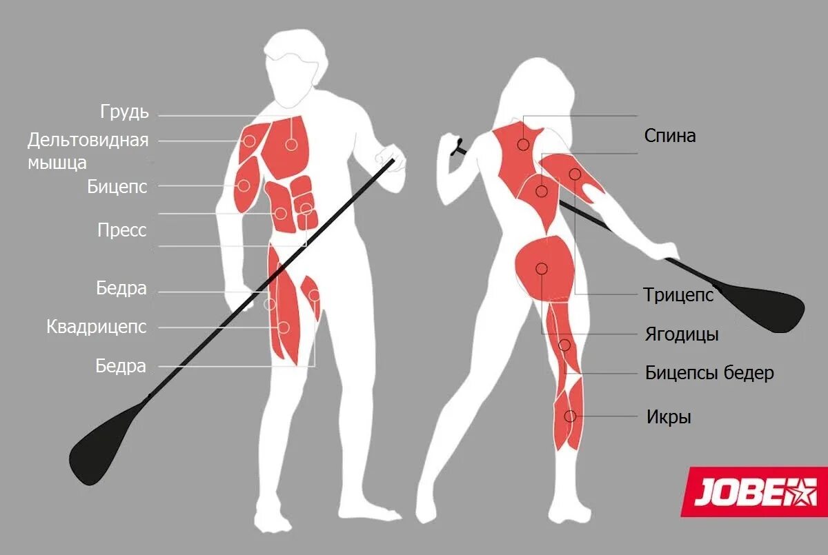 Мышцы задействованные при гребле. Мышцы задействованные на сапах. САП борд какие мышцы работают. Какие мышцы работают на сапе.