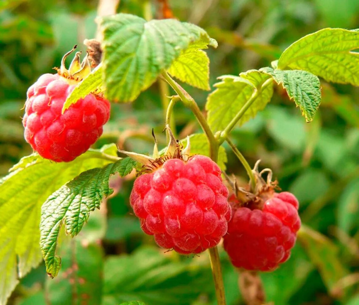 Малина представитель семейства. Малина rubus idaeus. малина обыкновенная rúbus idáeus. малина обыкновенная (rubus idaeus l.). малина полукустарник.