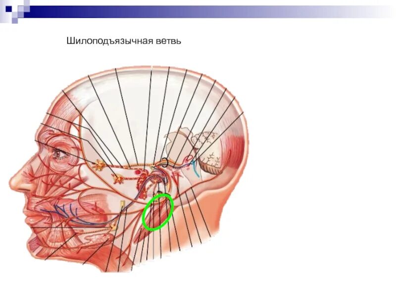 Шилоподъязычная ветвь лицевого нерва. Шилоподъязычная ветвь иннервирует. Неврит височного нерва. Левый лицевой нерв