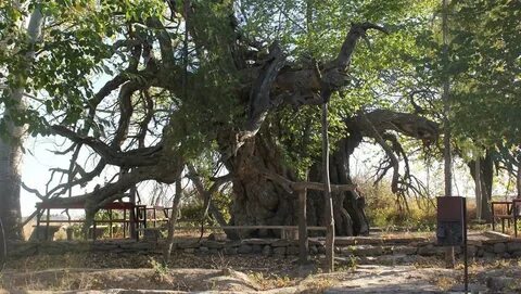 Ер адам қынаптан сперматозоидты жалайды