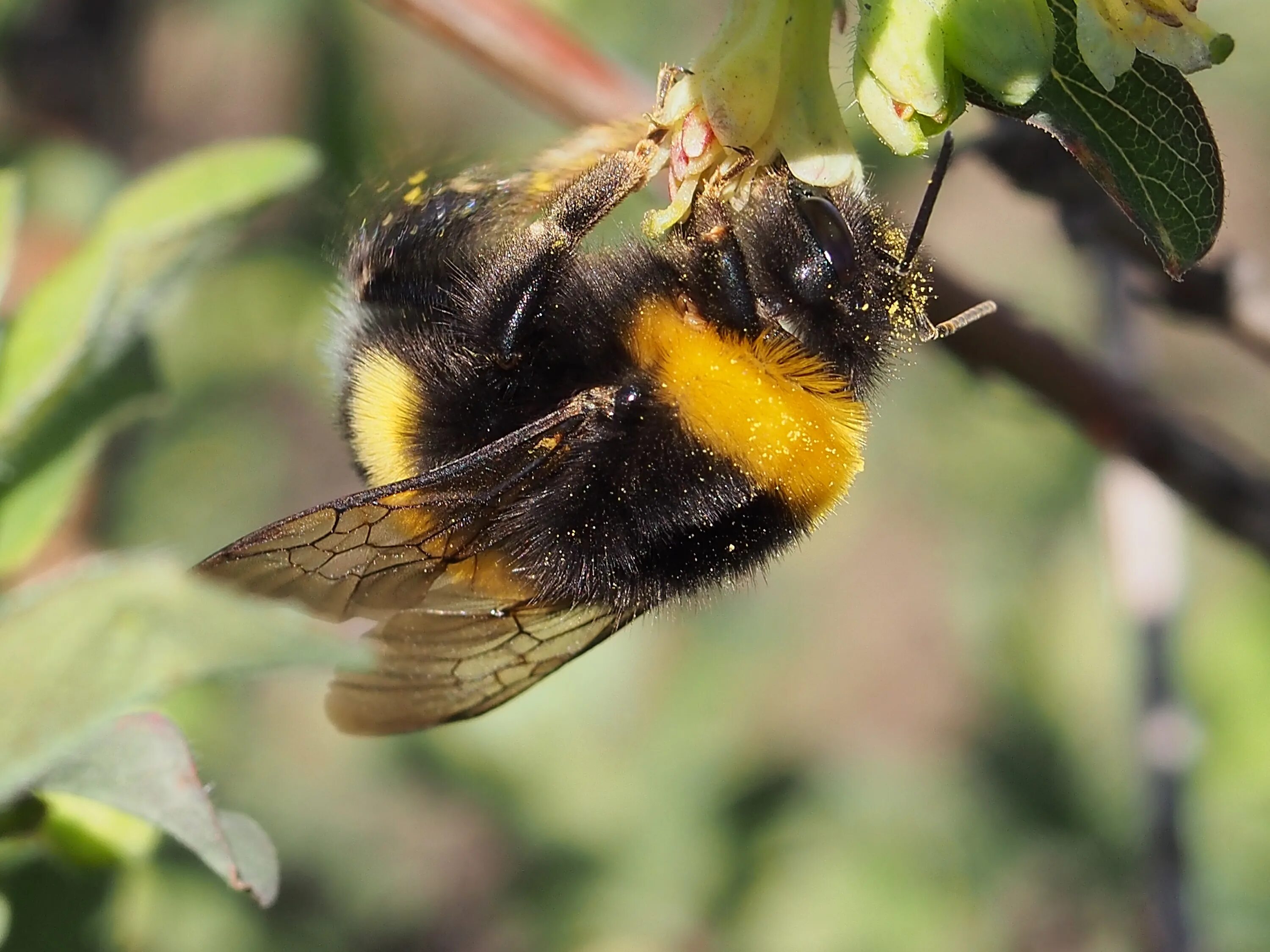 Шмель армянский - Bombus armeniacus. Шмель спорадикус – Bombus sporadicus. Шмель Шренка – Bombus schrencki. Шмель плодовый Bombus pomorum.