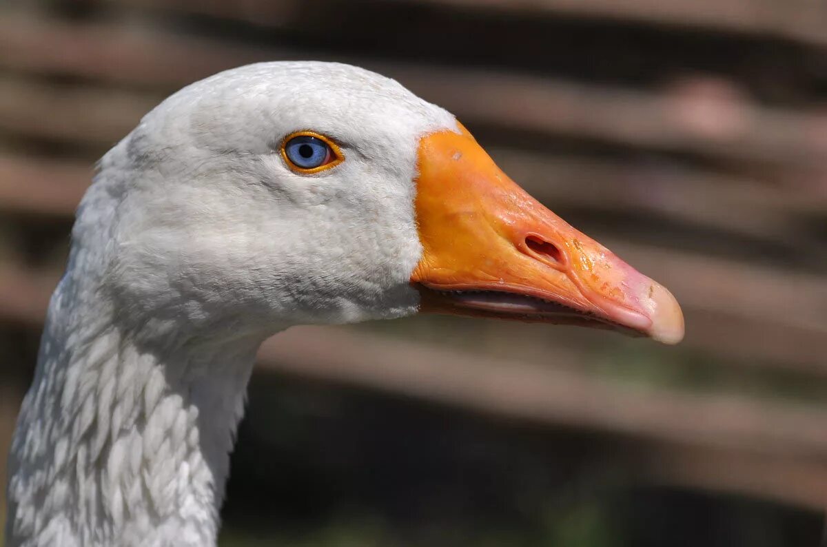 Королевский гусь. Гуси гогочут. Гуси га га га. Стих о гусе. Страница гусь.