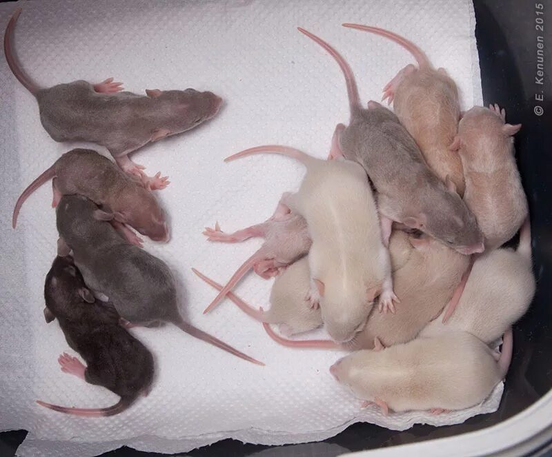 Сколько мышей. Маленькие крысы. Маленькие крысята.