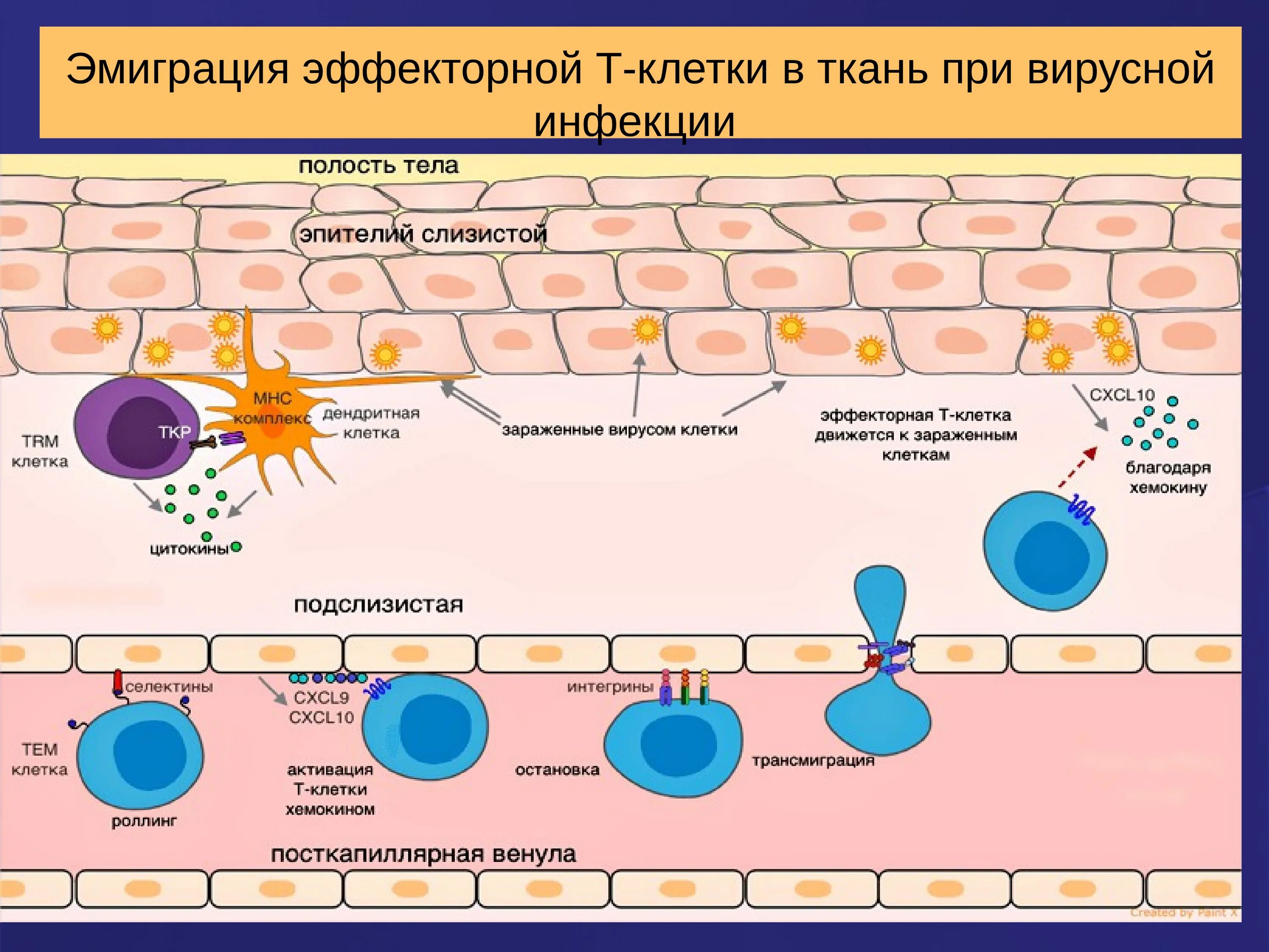 Эмиграция эффекторной т-клетки в ткань при вирусной инфекции. Эффекторные клетки т лимфоцитов. Эффекторные т клетки