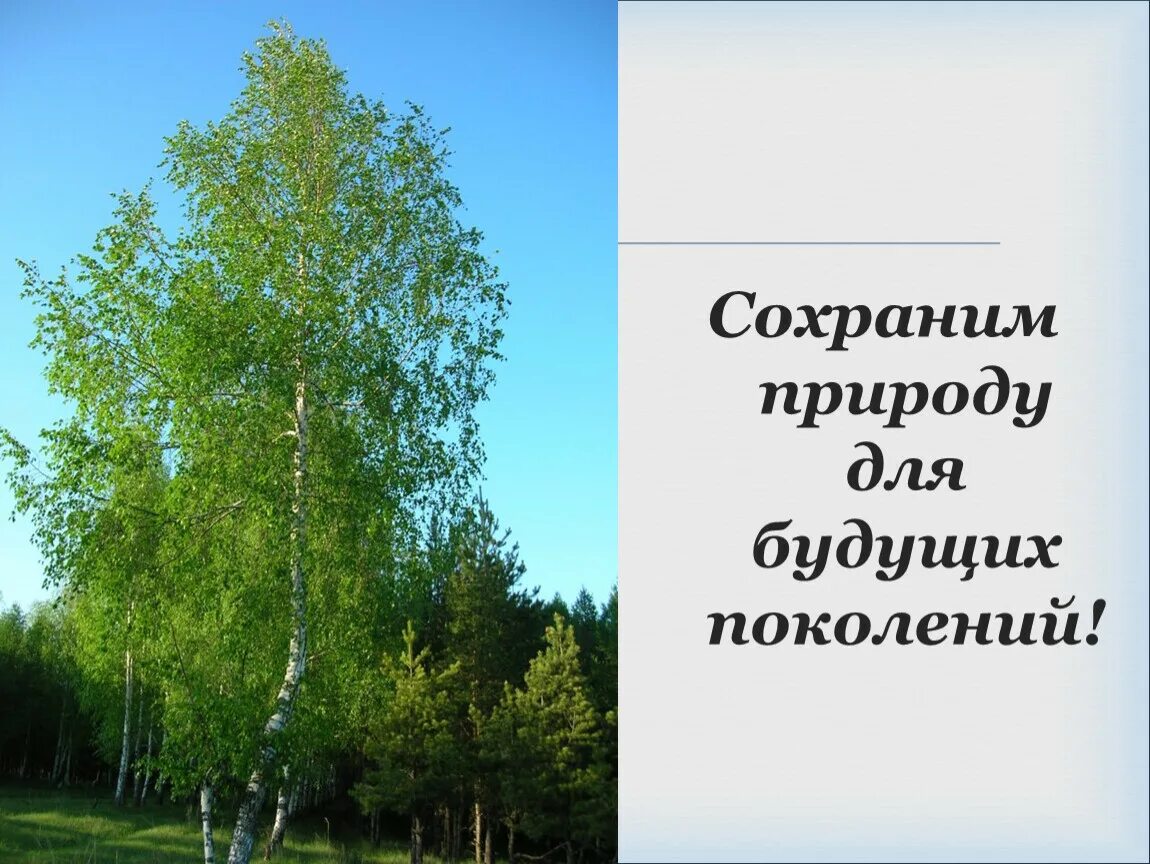 Сохраним природу для будущих поколений. Русская берёзка символ России. Береза. Сохрани природу для будущего поколения.