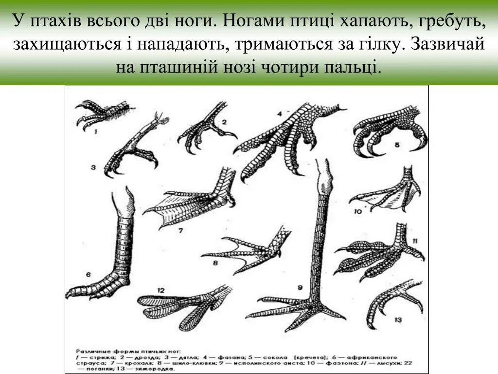 Лапы птиц. Строение лапы птицы. Они есть на лапах у птиц. Они есть на лапах у птиц. Когти хищных птиц.