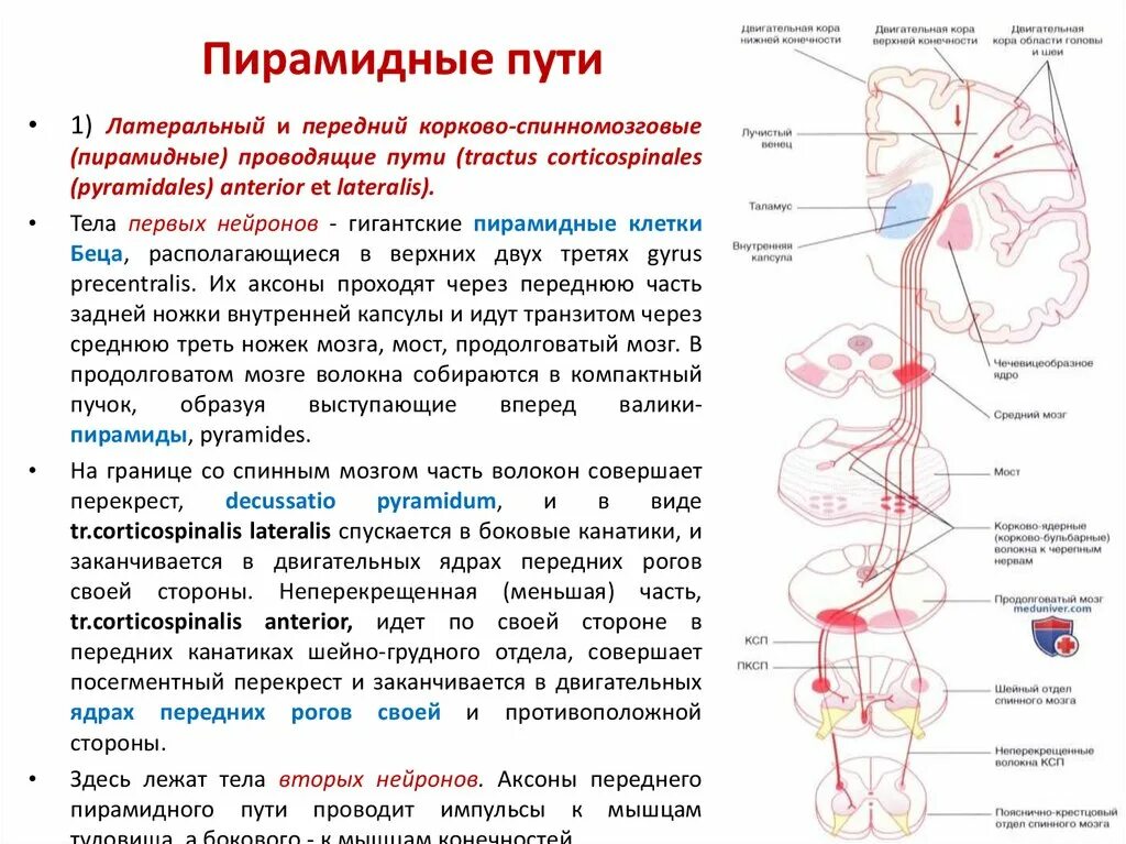 Нисходящий нерв. Двигательный пирамидный путь схема. Кортико спинальный путь неврология схема. Кортико пирамидный путь. Пирамидная система корково-ядерный путь.