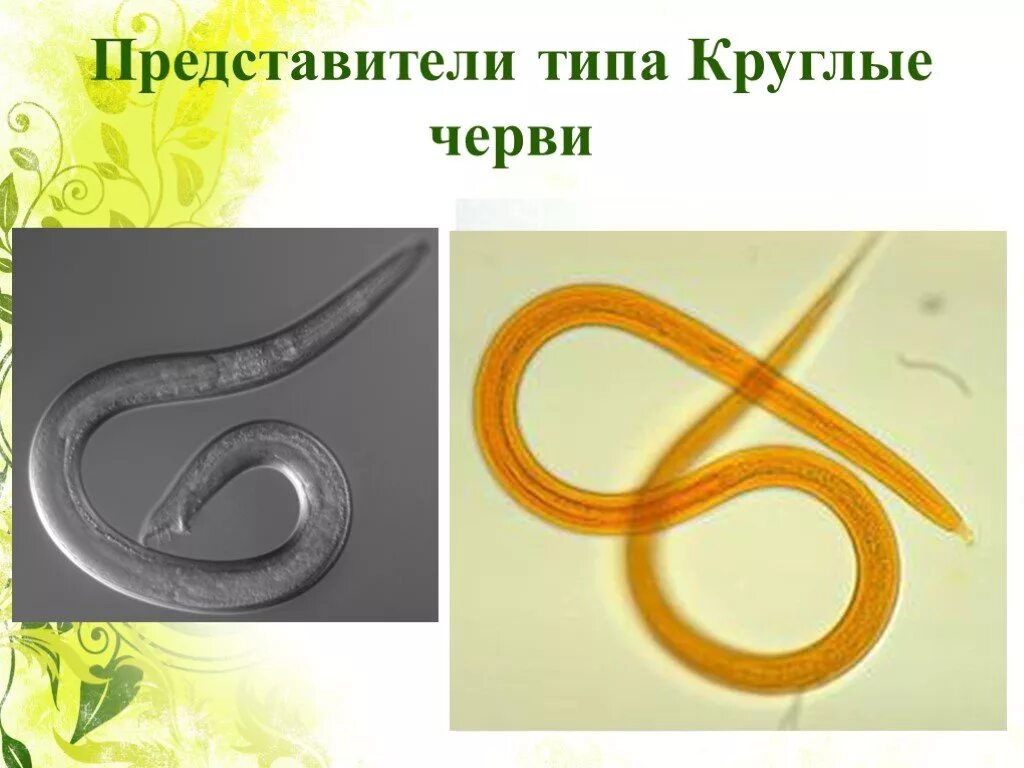 Представители круглых. Представители паразитических круглых червей. тип круглые черви класс нематоды. тип круглые черви нематоды 7 класс. тип круглые черви класс нематоды представители.