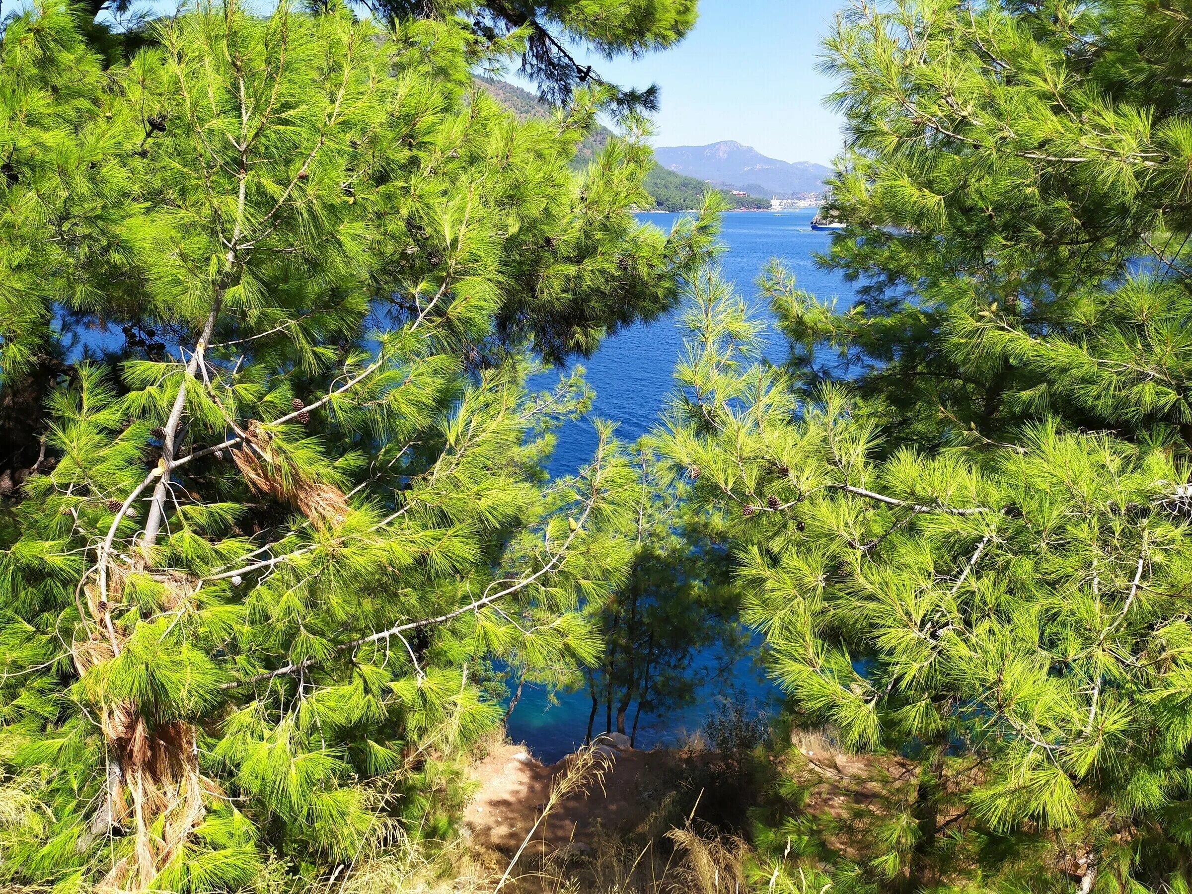 сосновый воздух