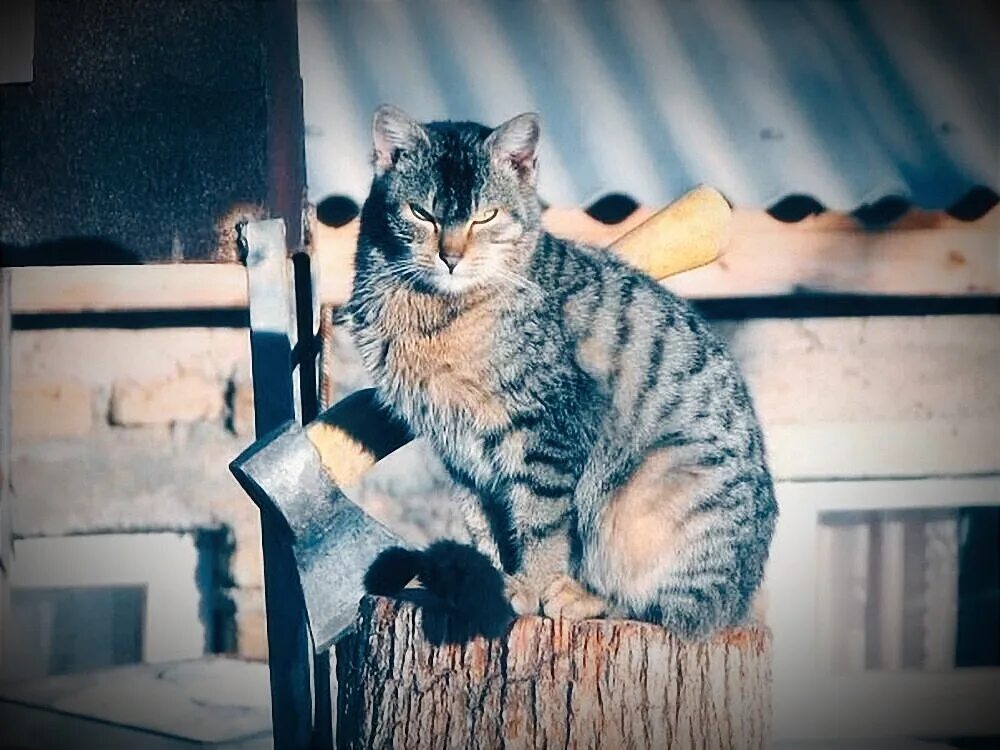 Суровый тогда. Суровые челябинские коты. кот с топором. суровые русские коты. суровый кот с топором.