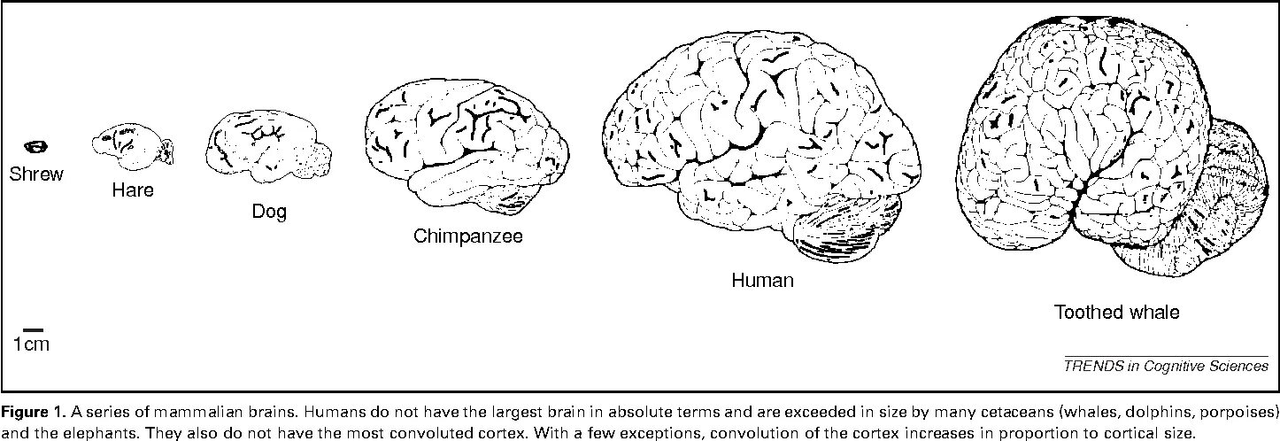 Эволюция размера мозга. Размер мозга и умственные способности. Объем мозга Эволюция. Размер мозга человека и дельфина. Размер мозга человека и других животных.