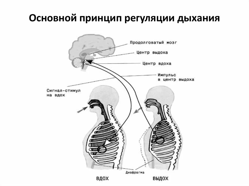 Центр произвольных дыхательных движений. Нейрогуморальная регуляция дыхания схема. Регуляция дыхания рефлекторная регуляция дыхания. Схема регуляции дыхания физиология. Рефлекторная регуляция дыхания схема.