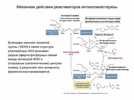 Ингибиторы ацетилхолинэстеразы