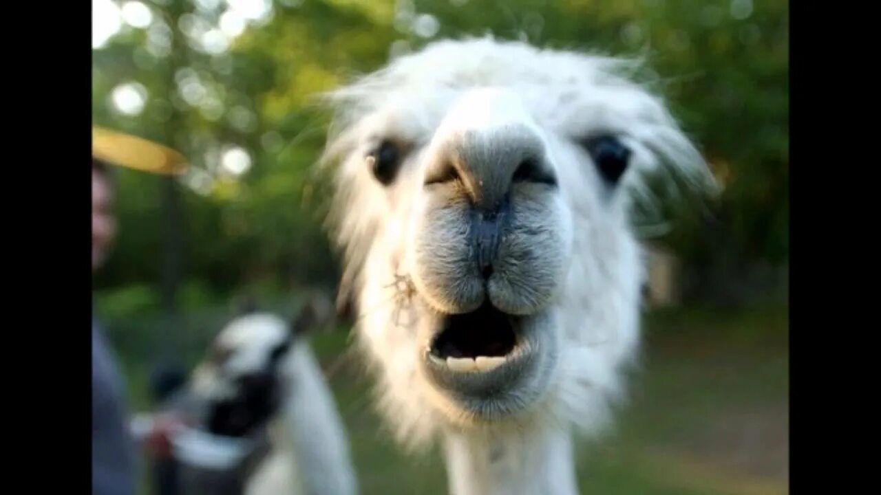 Альпака тэм. Включи 4 лам. Лама в очках картинка. Включи 4 лам. Лама животное.