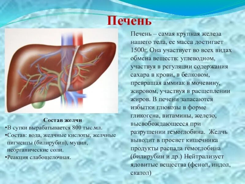 Печень большая железа. Печень самая крупная железа. Печень самая большая железа. Гемоглобин в печени.