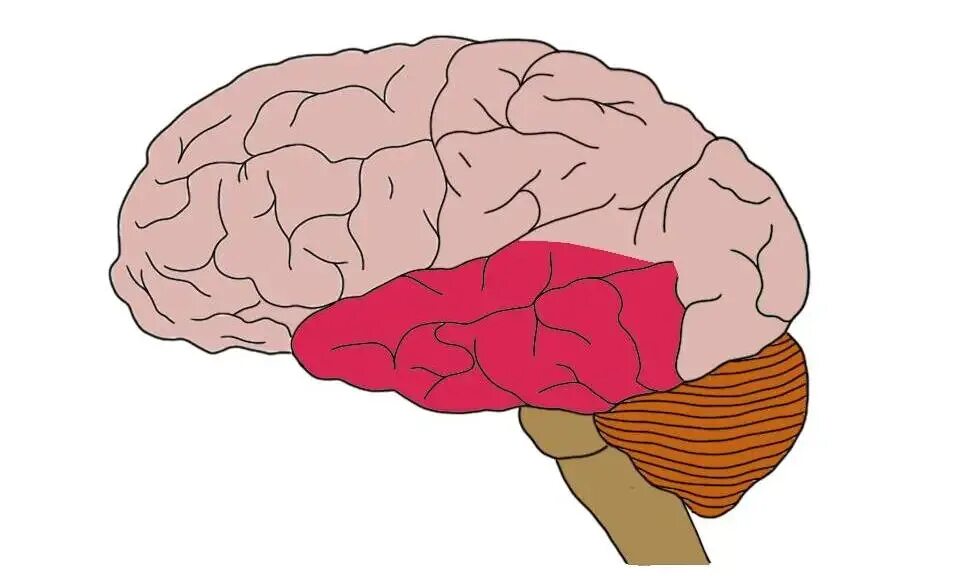 Лобная эпилепсия. Temporal Lobe. Медиобазальная височная эпилепсия. Mezial temporal Lobe. Височная эпилепсия картинки.