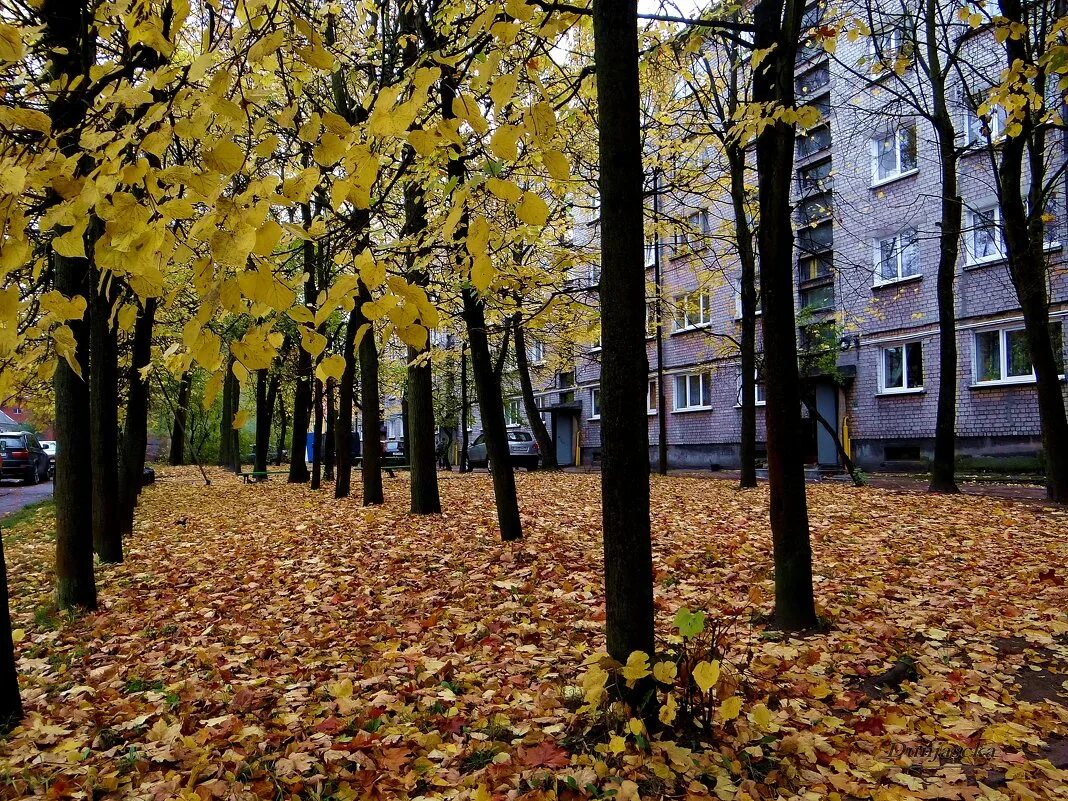 золотая осень в калининграде. улица листопад. осенние листья парк. осень в парке. осенний парк.