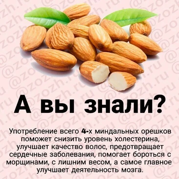 Витамины содержащиеся в фундуке