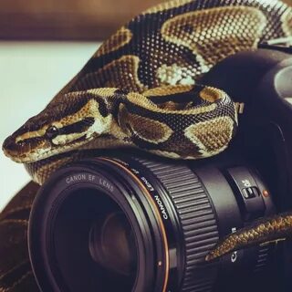 Камера python