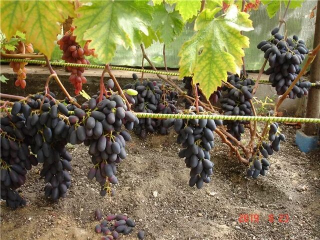 Виноград начал. Виноград лабруска. виноград плодоносит. плодоношение винограда. как плодоносит виноград.