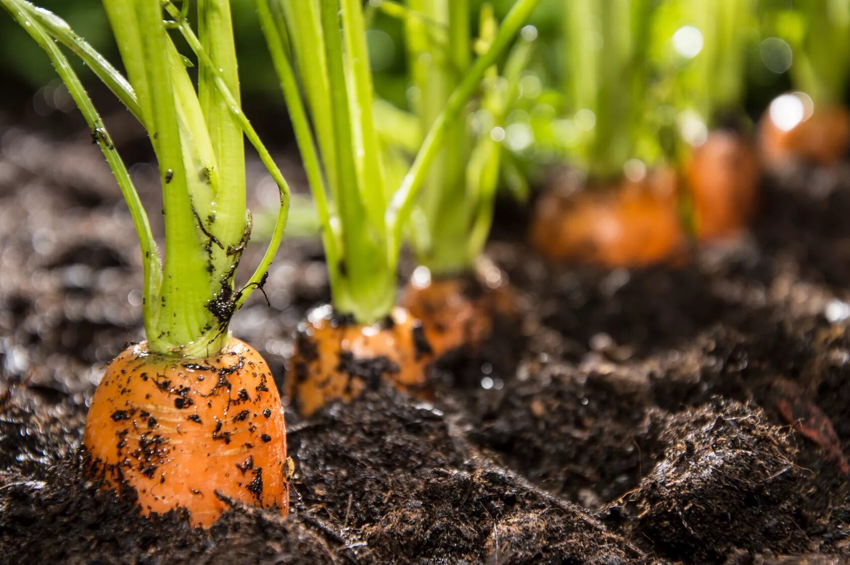 Как вырастить хорошую морковь в открытом грунте. Подзимний посев моркови. Морковь на грядке. Морковь в земле. Морковь в огороде.