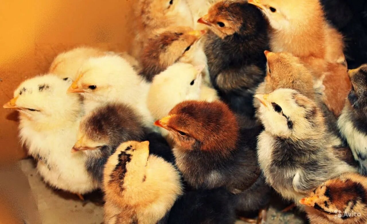 Где продают цыплят. Цыплята Брама микс. Цыплята несушки суточные. Разноцветные цыплята. Цыплята цветные домашние.