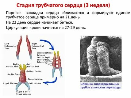 Стадии сердца