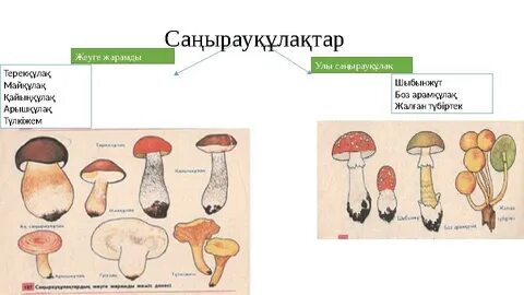Апай мен жиен секс видео
