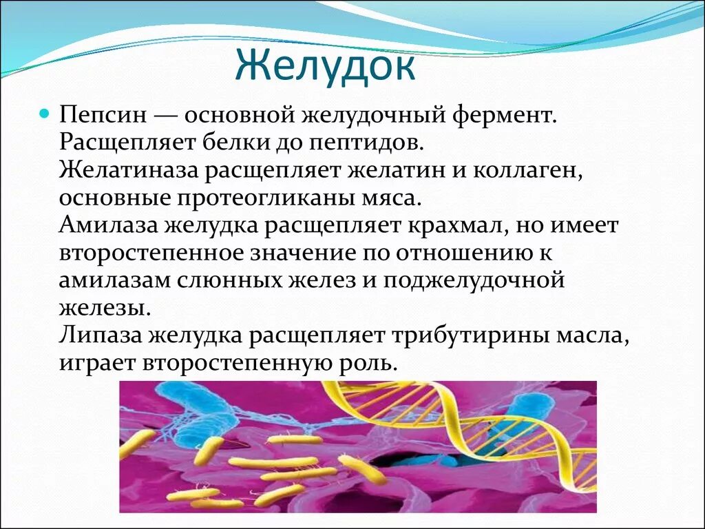 Какой фермент способен расщеплять пептиды