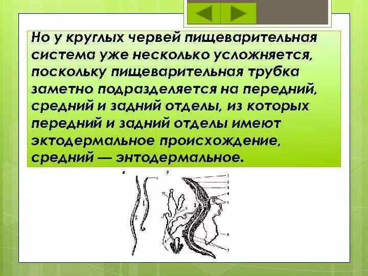 Тип круглые черви пищеварительная. Круглые черви строение пищеварительной системы. Пищеварительная система круглых червей. Строение пищеварительной системы круглых червей. Тип пищеварения у круглых червей.