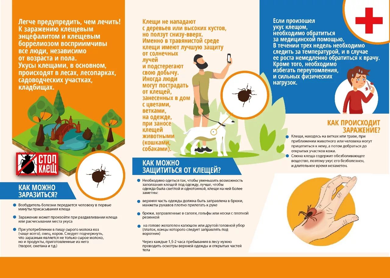 Как уберечься от укусов. Оказание 1 помощи при укусе клеща. Алгоритм действий если укусил клещ. Памятка первая помощь при укусе клеща.