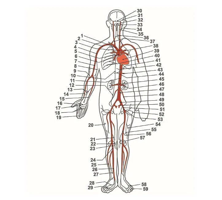 Артерии и вены тела. Система артерий человека анатомия. Венозная и артериальная система человека схема. Артериальная система человека анатомия схема. Артериальная система человека магистральные сосуды.