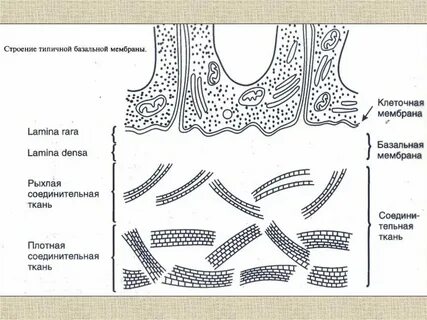 Базальная мембрана базальная пластинка