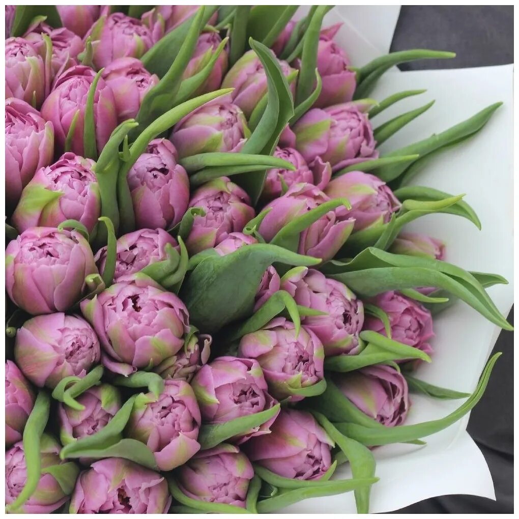 Тюльпан дабл торонто фото. Тюльпан пурпл тауэр. Тюльпан берини. Тюльпан дабл срезка. Тюльпан double price.