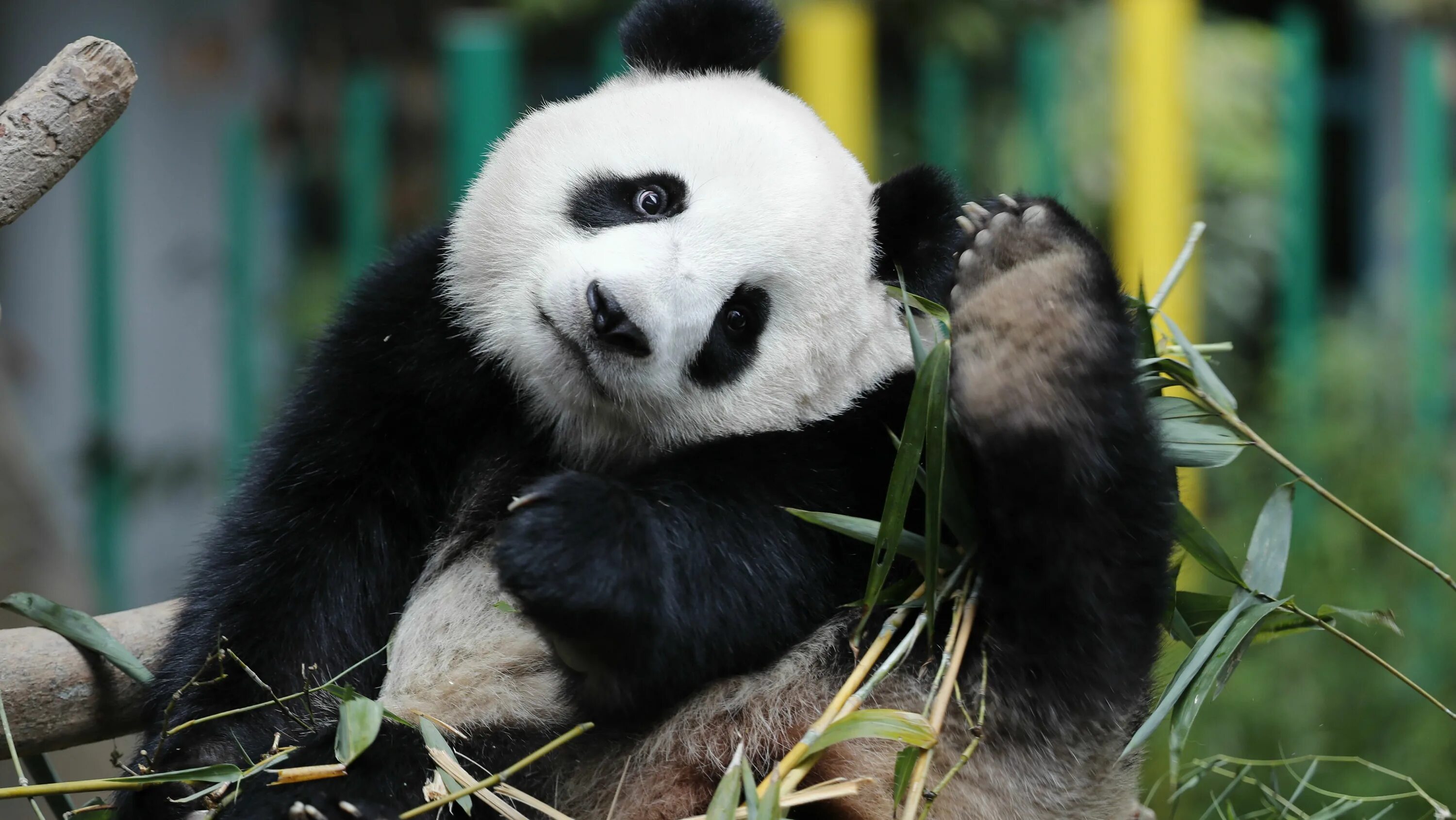 Pass pandas