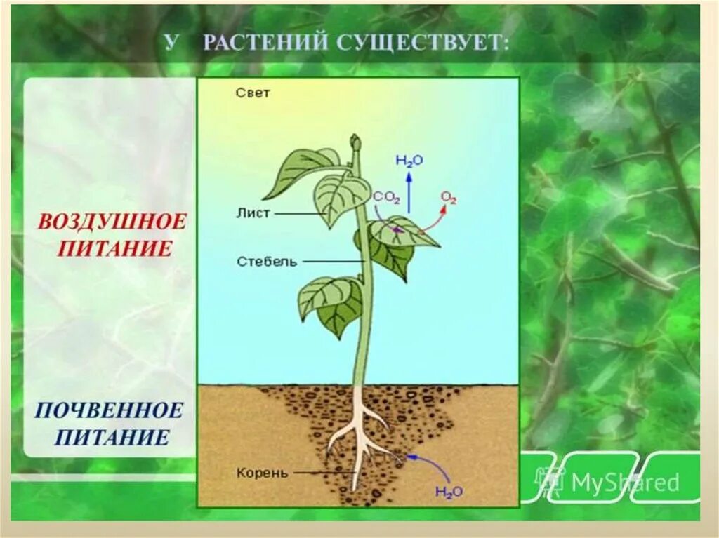 Процесс питания и дыхания растений. Питание растений. Почвенное и воздушное питание растений. Схема питания растений. Процесс питания растений.