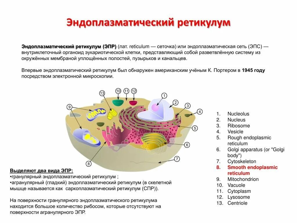 Пузырьков эпс. ЭПС ретикулум. Эндоплазматическая сеть ретикулум. Эндоплазматический ретикулум функции. Функции эндоплазматического ретикулума.